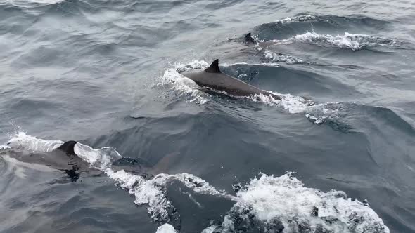 group of dolphins (Delphinus delphis) swimming in the wake of a boat in the Pacific Ocean alt