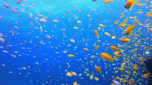 Blue Water background Orange Fish alt