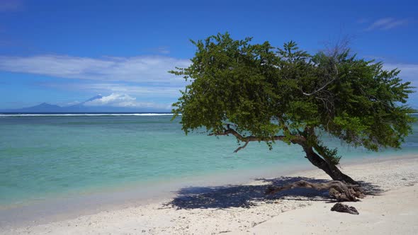 Tranquil Scene View of a Small Tree on the Sea Shore with a Stunning Turquoise Island Nature alt