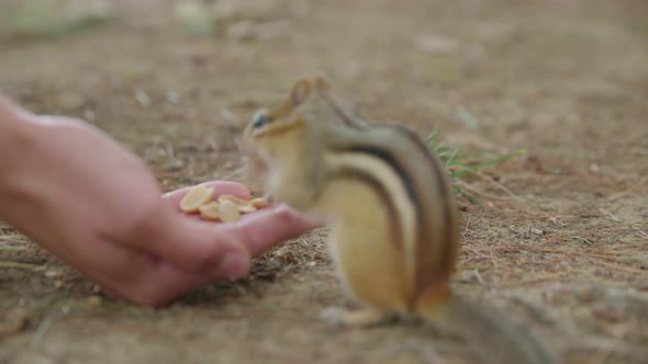Chipmunk runs up and begins eating nuts out of person's hand before running away alt