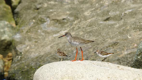Little Stint and Common Redshank alt