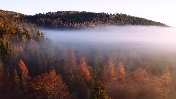 Aerial drone shot of a foggy autumn morning forest at sunrise