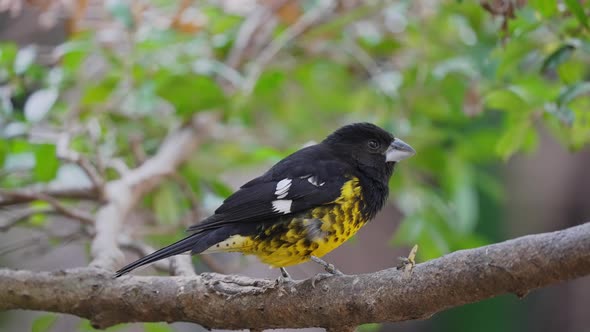 Black-backed Grosbeak on tree branch, eating an insect; static shot alt