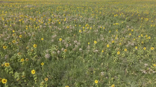 Sunflowers on a field on a summer day alt