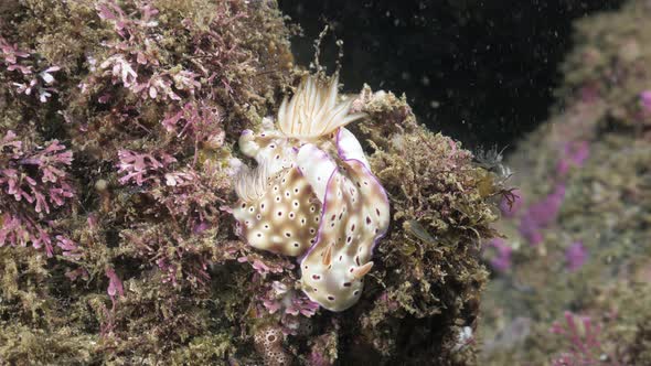Unique underwater footage of a pair of colourful and decorative Nudibranchs mating on a soft coral r alt