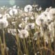 Meadow of Dandelions in Rays of Evening Sun - VideoHive Item for Sale