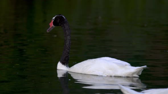 A couple of black-necked swans swimming peacefully on a pond surrounded by nature in its habitat alt
