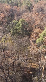 Vertical Video of a Beautiful Forest in the Afternoon Aerial View alt
