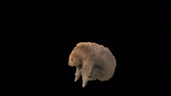 190 Bear Standing Magic Area Attack 4K alt