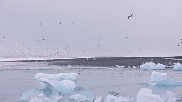 Seagulls Flying Over Ice of Diamond Beach Iceland alt