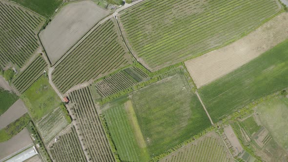 Green Vineyards Aerial View 16 alt