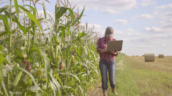 Female Farmer Works on Laptop in Cornfield.  alt
