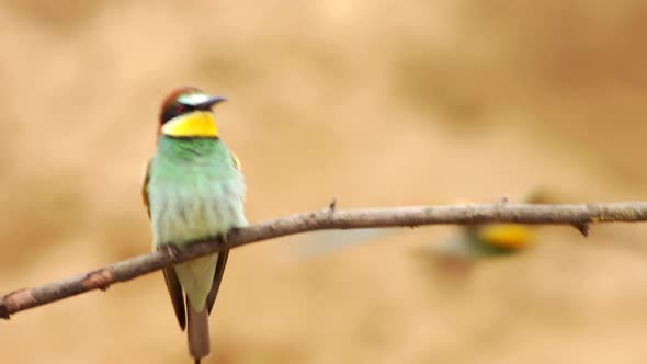 Bee Eaters Branch alt