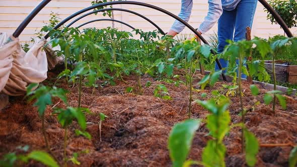 Woman Gardener in Gloves Working in the Garden in the Backyard Agrarian Life alt