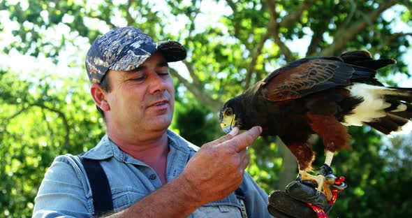 Man feeding falcon eagle on his hand alt