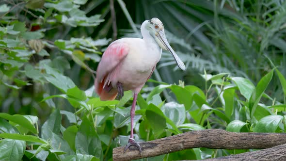 Wild Roseate Spoonbill Wading Bird perched on branch with one leg - Doing Yoga in Wilderness Jungle alt