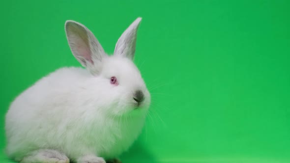 Beautiful White Rabbit in the Studio on a Green Background alt