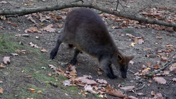 Swamp wallaby (Wallabia bicolor). 