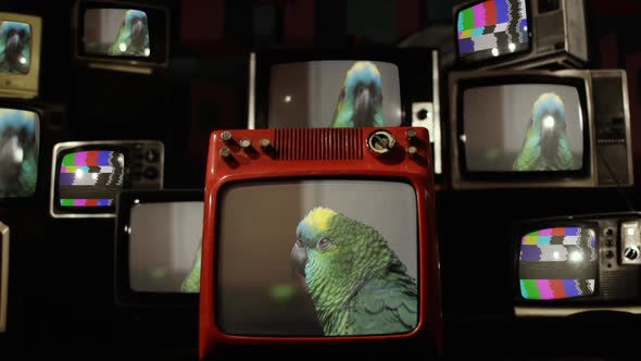 Green Parrot and Vintage TVs.
