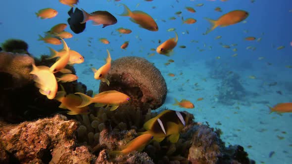 Clownfish and Tropical Fish alt