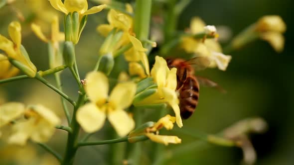 Bee On Flower 07