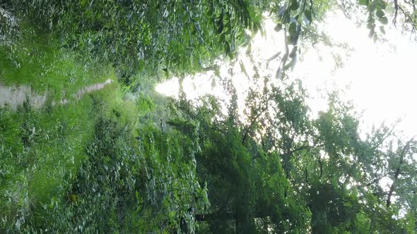 Vertical Video of a Beautiful Forest in Summer alt
