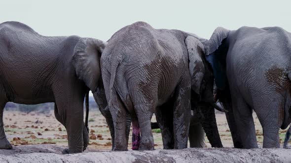 A Herd Of Elephants Gathered By The Waterhole In Nxai Pan, Botswana - close up panning shot alt