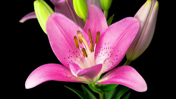 Time Lapse of Beautiful Pink Lily Flower Blossoms alt