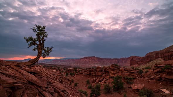 Single juniper bush against the desert sky at dusk in Capitol Reef alt