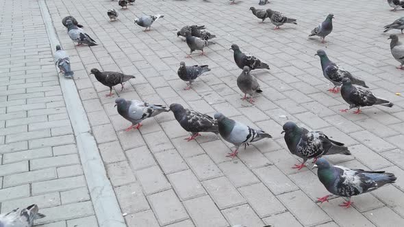 Many Pigeon Walking on Summer Street