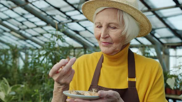 Elderly Woman Gardener Choosing Onion Bulbs for Plantation Working in Hothouse alt