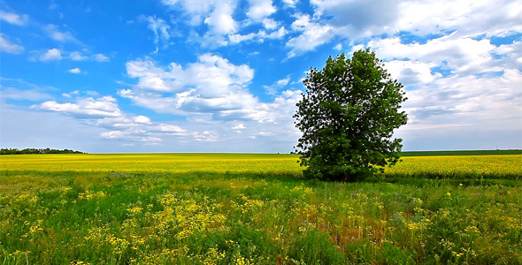 Canola Field And A Cloudy Sky 2