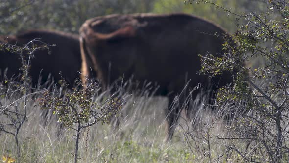 European bison bonasus grazing in a grassy steppe, windy, Czechia. alt