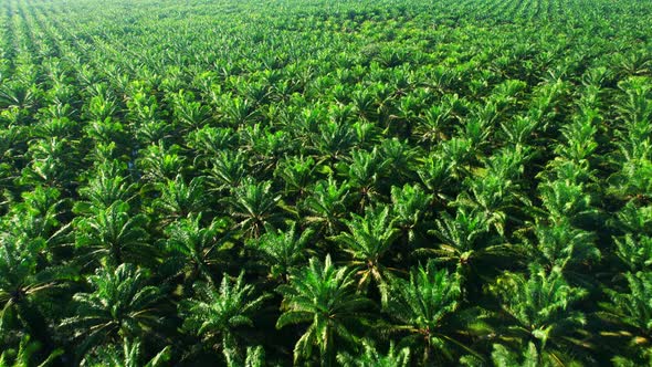 Aerial drone video of palm oil plantation alt