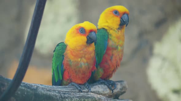 Pair of Jandaya Parakeet or Jenday Conure. Aratinga Jandaya Is a Small Neotropical Parrot. alt