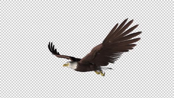 Bald Eagle - Gliding Loop - Side Angle