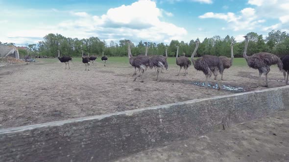 Ostriches Farm From West Ukraine