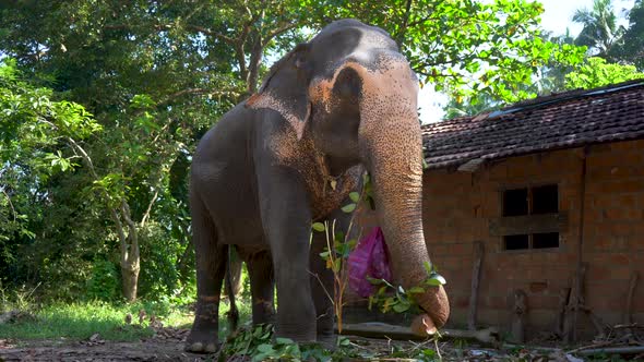 Indian Elephant Eats Tree Branches in the Park Near the Hut