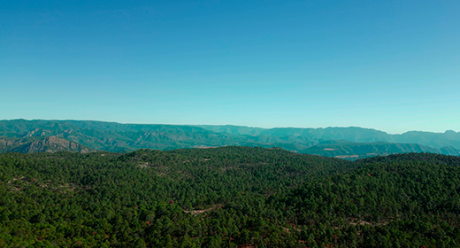 Sierra Madre Occidental – Enchanting Forest and Aerial Views