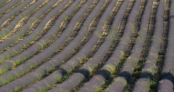 Field of lavenders,Ferrassieres, Provence, France alt