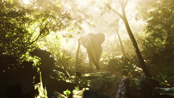 Slow Motion View of Elephant in Sun Light alt