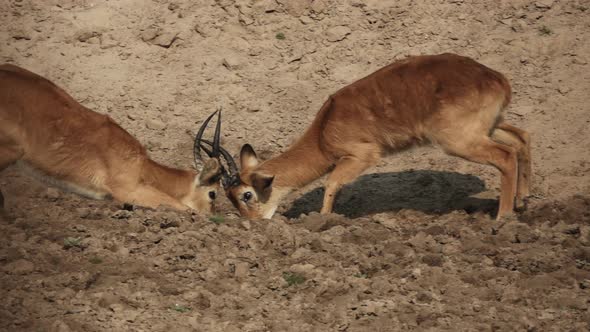 Male Puku Antelopes Fighting in Slow-mo