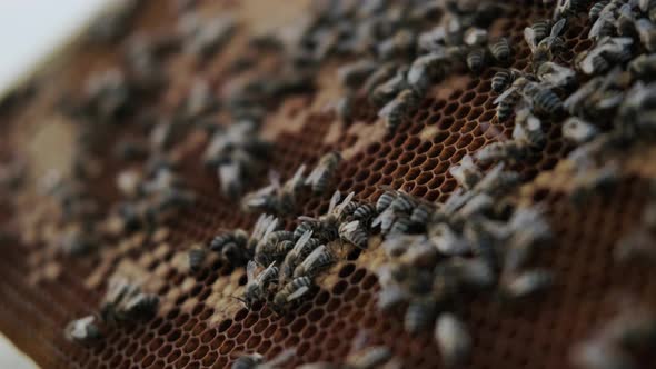 Panel From Beehive with a Lot of Bees, Close Up, Bees Produce Honey