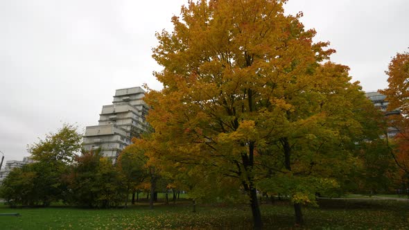 Colored Deciding on the Trees in the Som Early Autumn Autumn Landscape