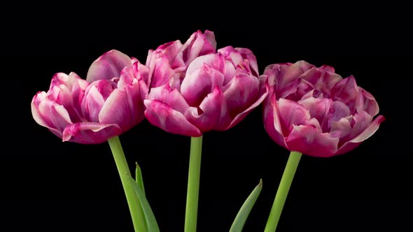 Timelapse of Pink White Peony Tulips Flowers Opening alt