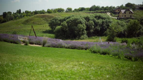 Wide Shot of Beautiful Field with Purple Lavender and Green Grass alt