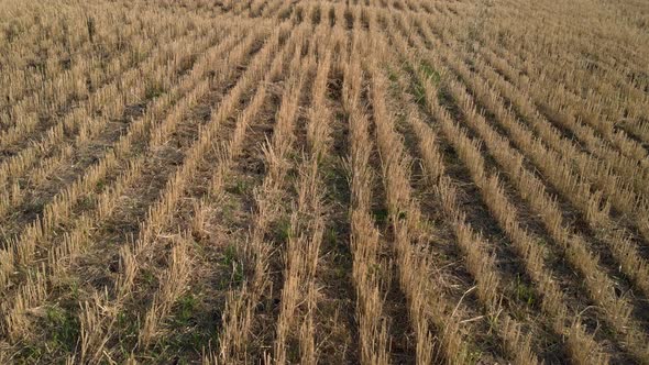 Sheared Wheat, Stock Footage | VideoHive