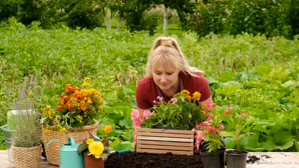 Woman Plant Flowers in the Garden alt