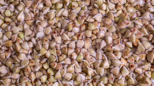 Macro Shot of Sprouting White Buckwheat in Time Lapse Health Food Concept alt