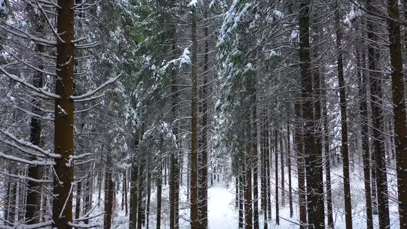 Winter Mountain Forest. Pine Trees Fairy Forest. Untouched spruce. Elf land. Trees pattern.  alt